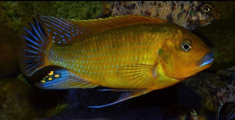 Pseudotropheus sp. 'williamsi north' Makonde